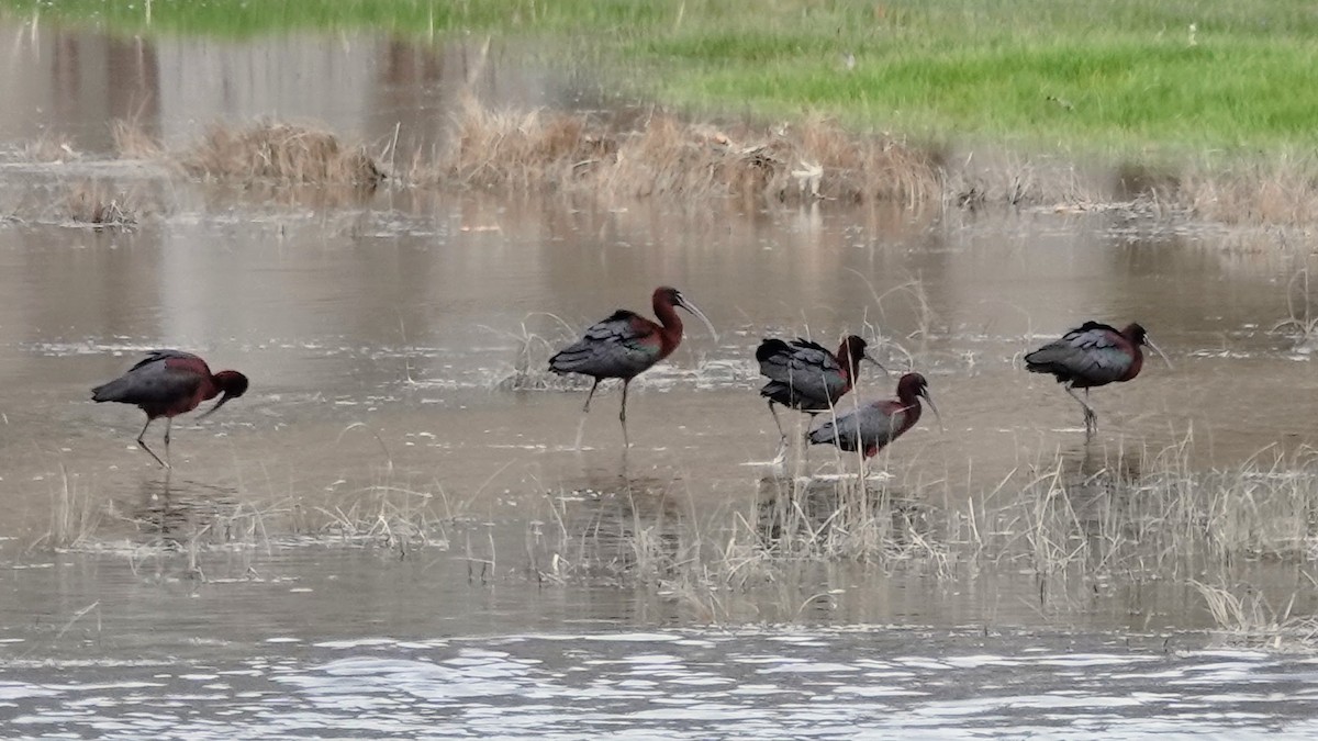 Glossy Ibis - ML617206110