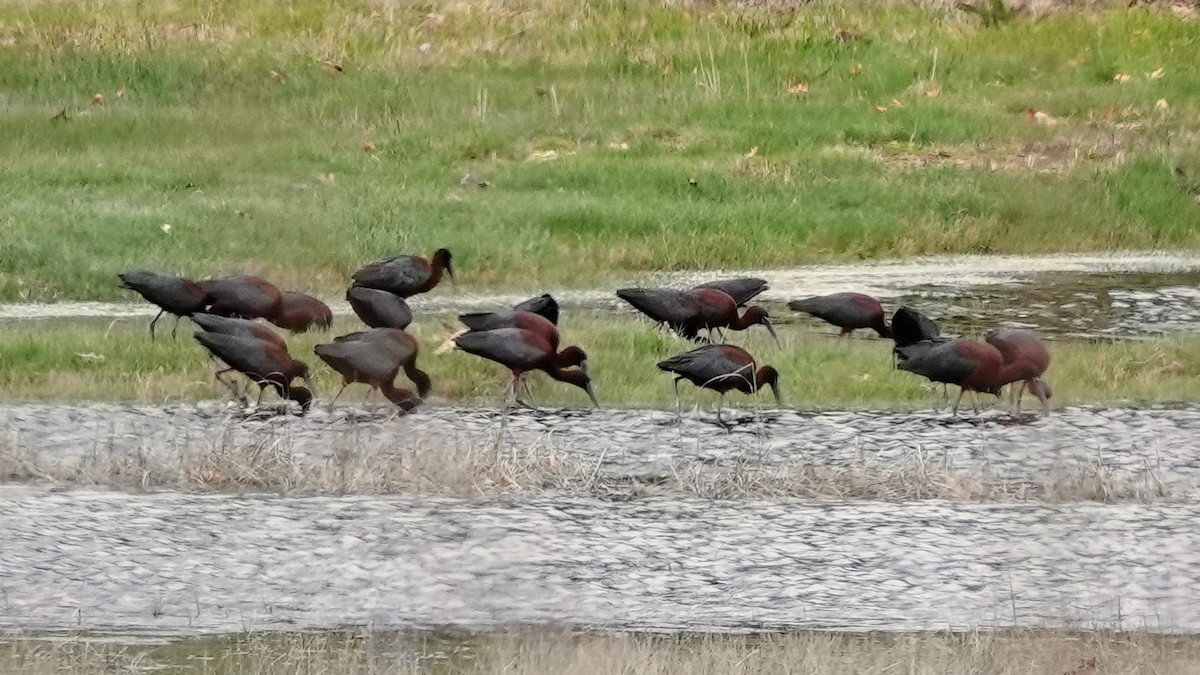 Glossy Ibis - ML617206111