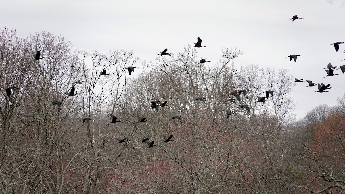 Glossy Ibis - ML617206112