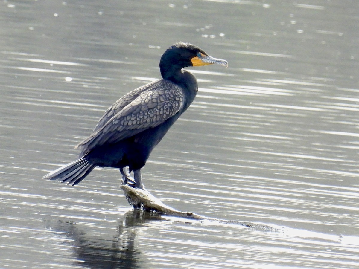 Double-crested Cormorant - Bonnie Penet