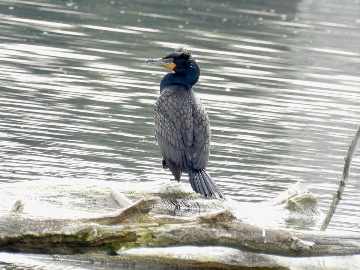 Double-crested Cormorant - Bonnie Penet