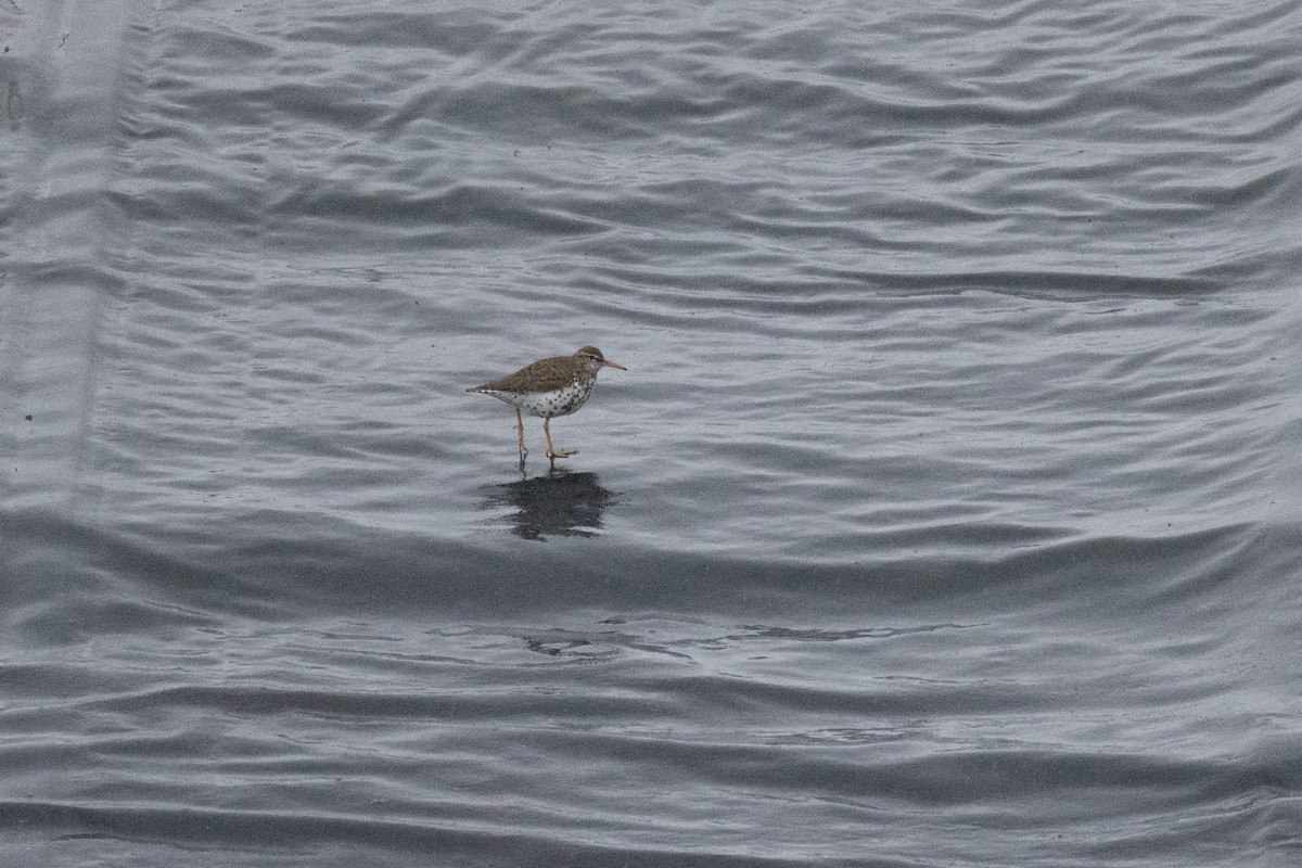 Spotted Sandpiper - ML617206171