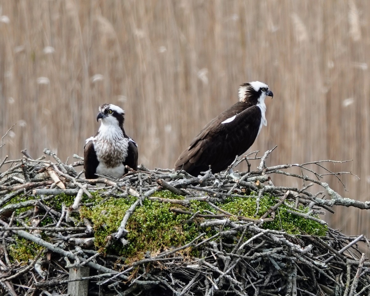 Osprey - ML617206184