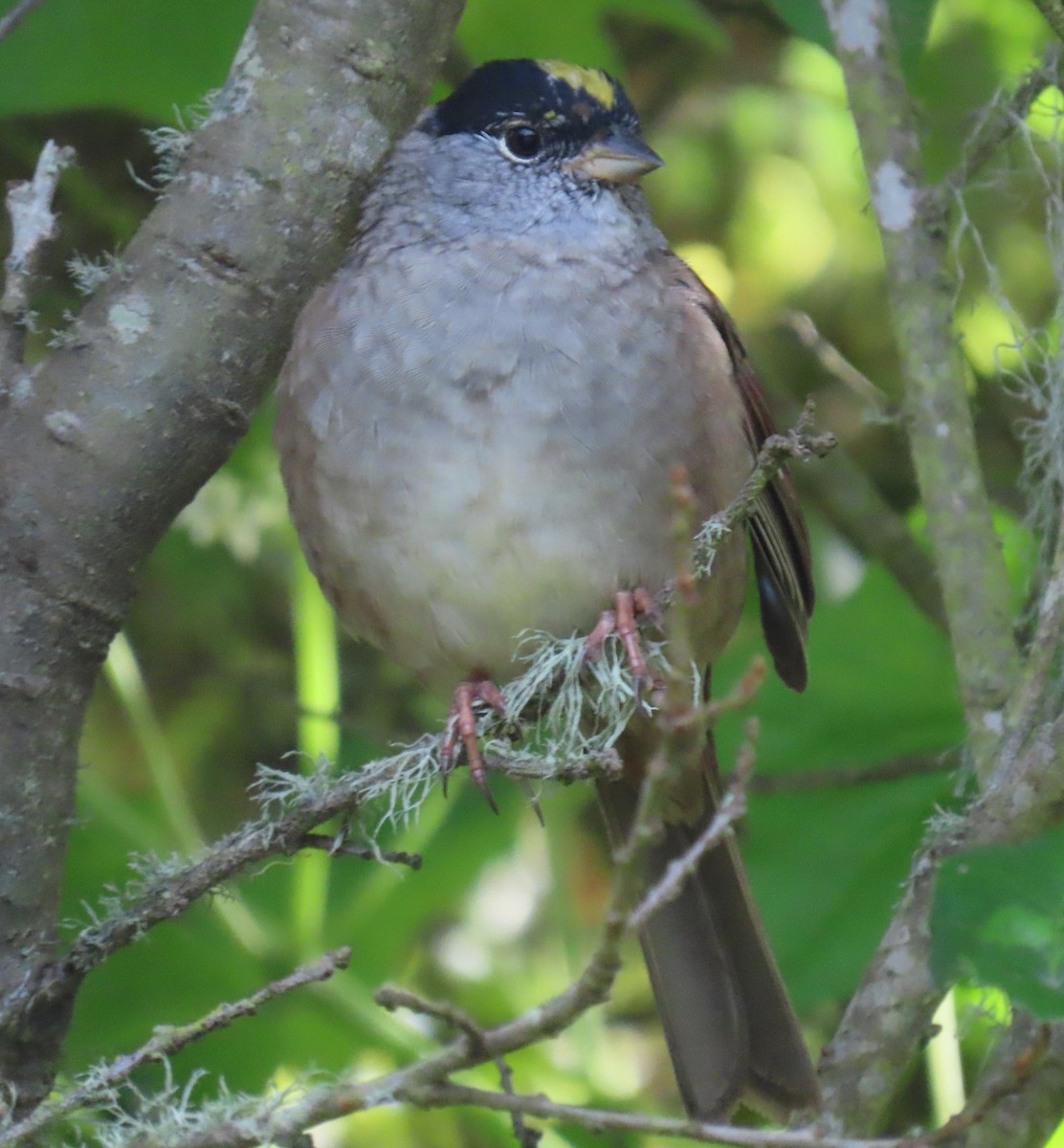 Golden-crowned Sparrow - ML617206328