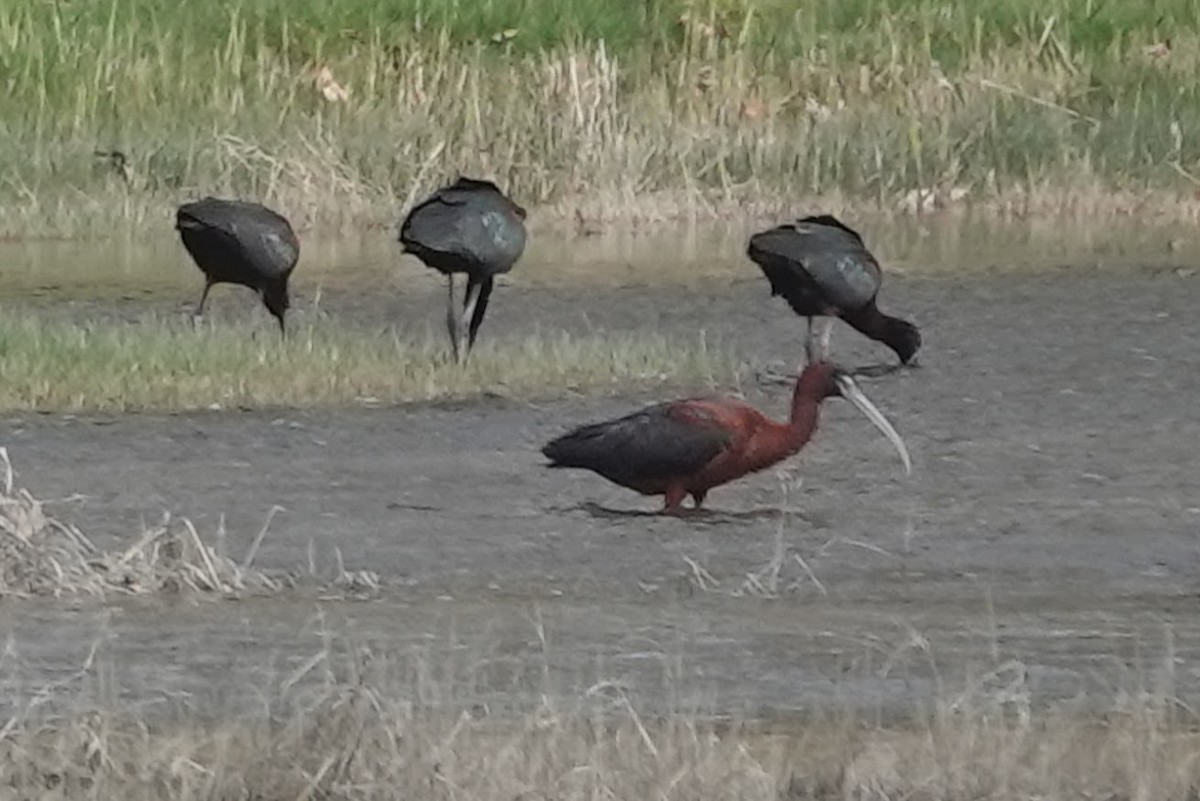 Glossy Ibis - ML617206329