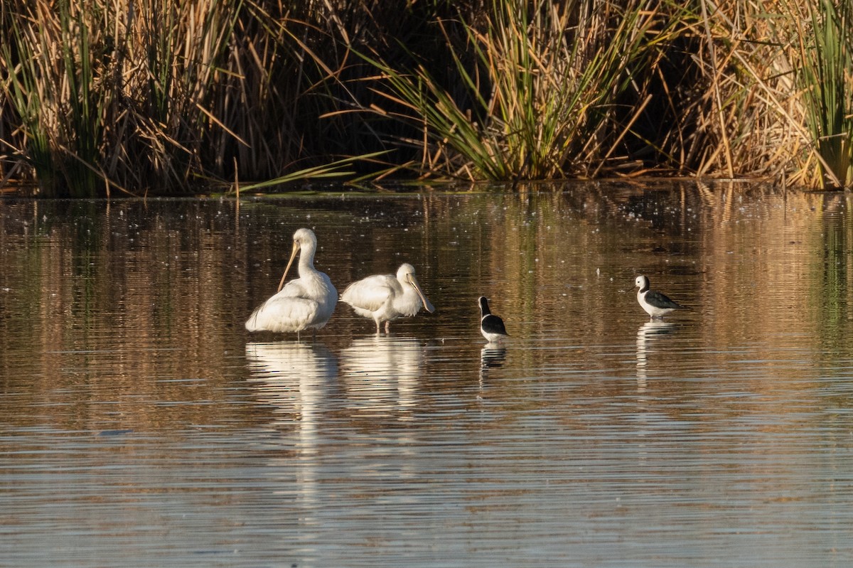 Yellow-billed Spoonbill - ML617206332