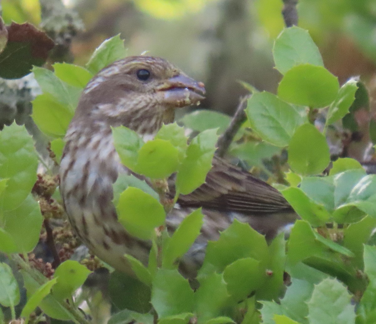 Purple Finch - ML617206350