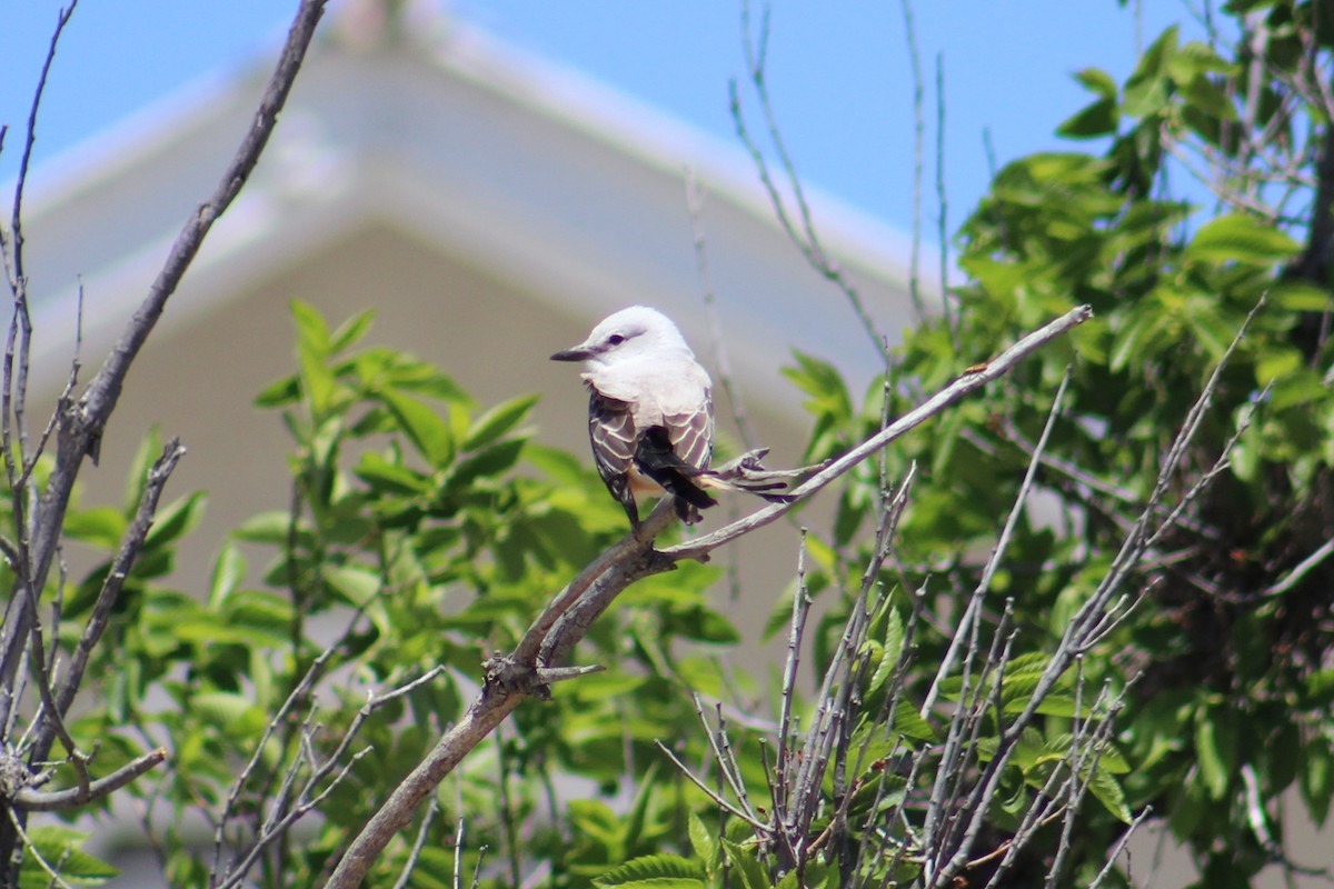 Scissor-tailed Flycatcher - ML617206363