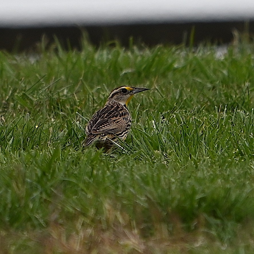 Eastern Meadowlark - ML617206366