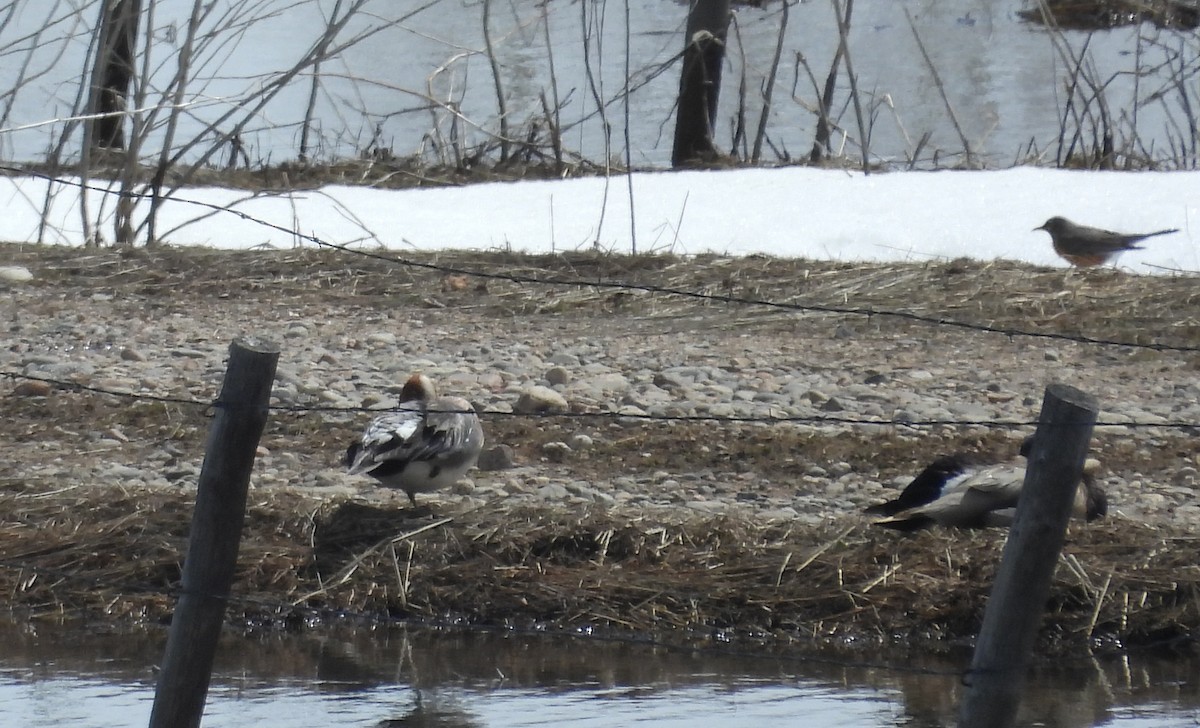 Eurasian Wigeon - ML617206372