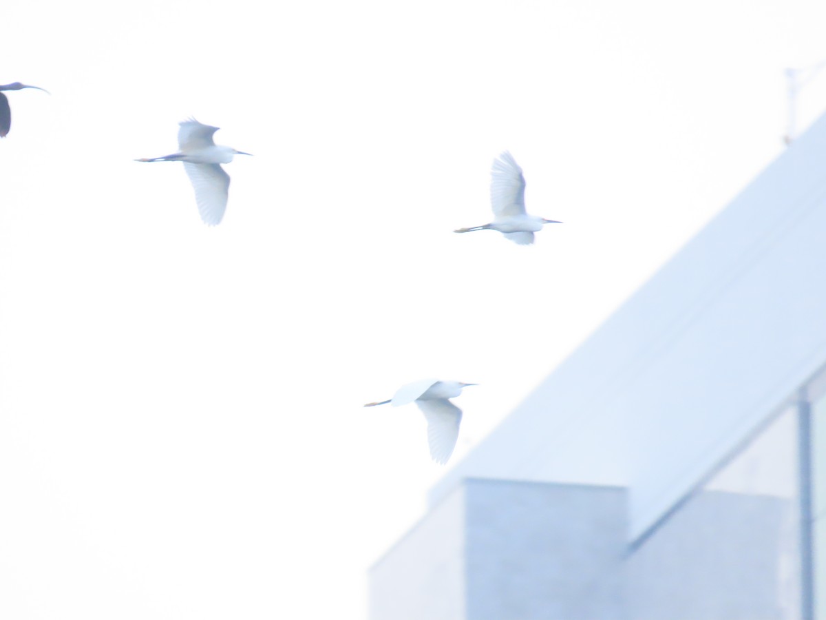 Snowy Egret - ML617206437