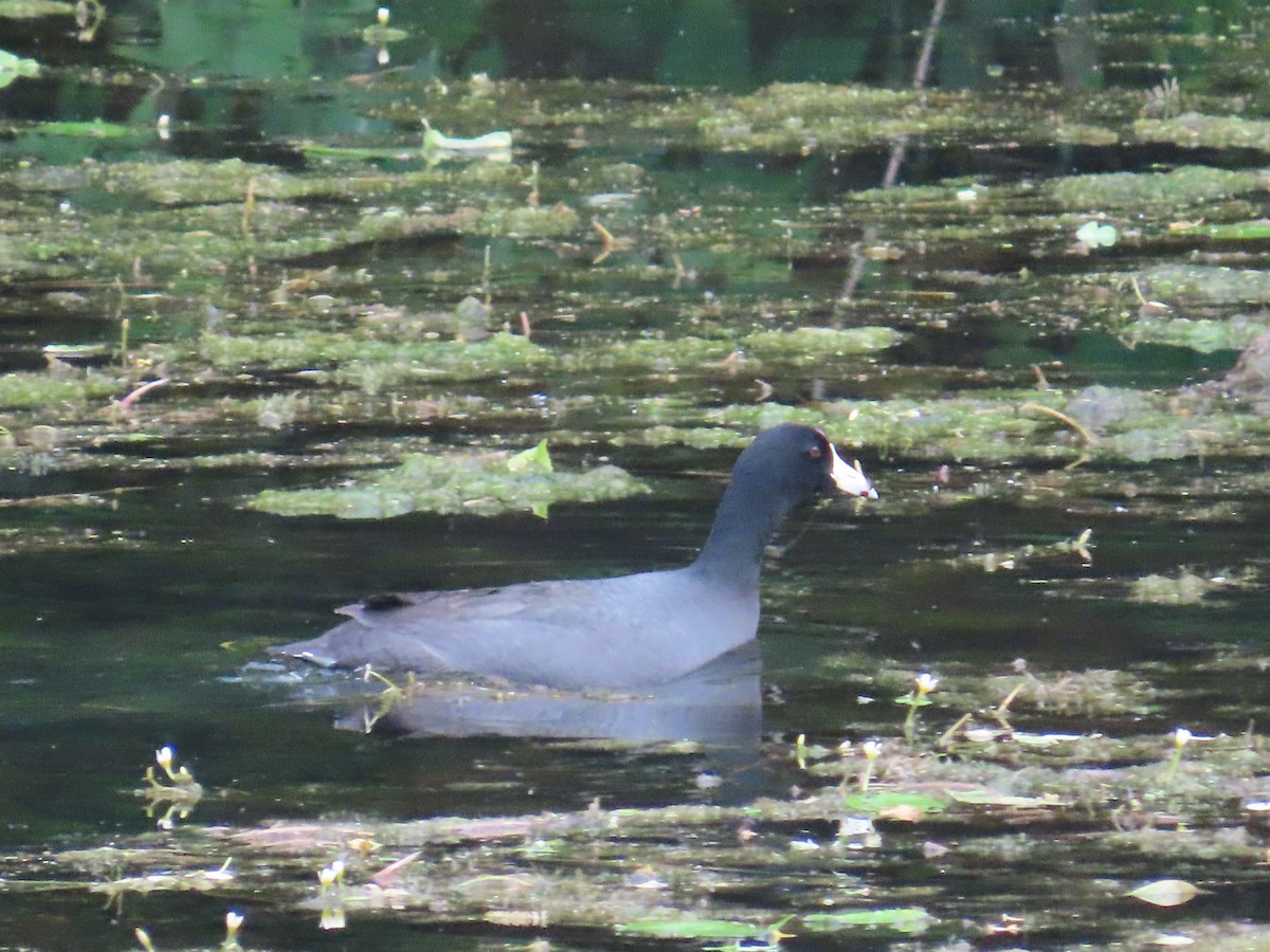 American Coot - G. Vike Vicente