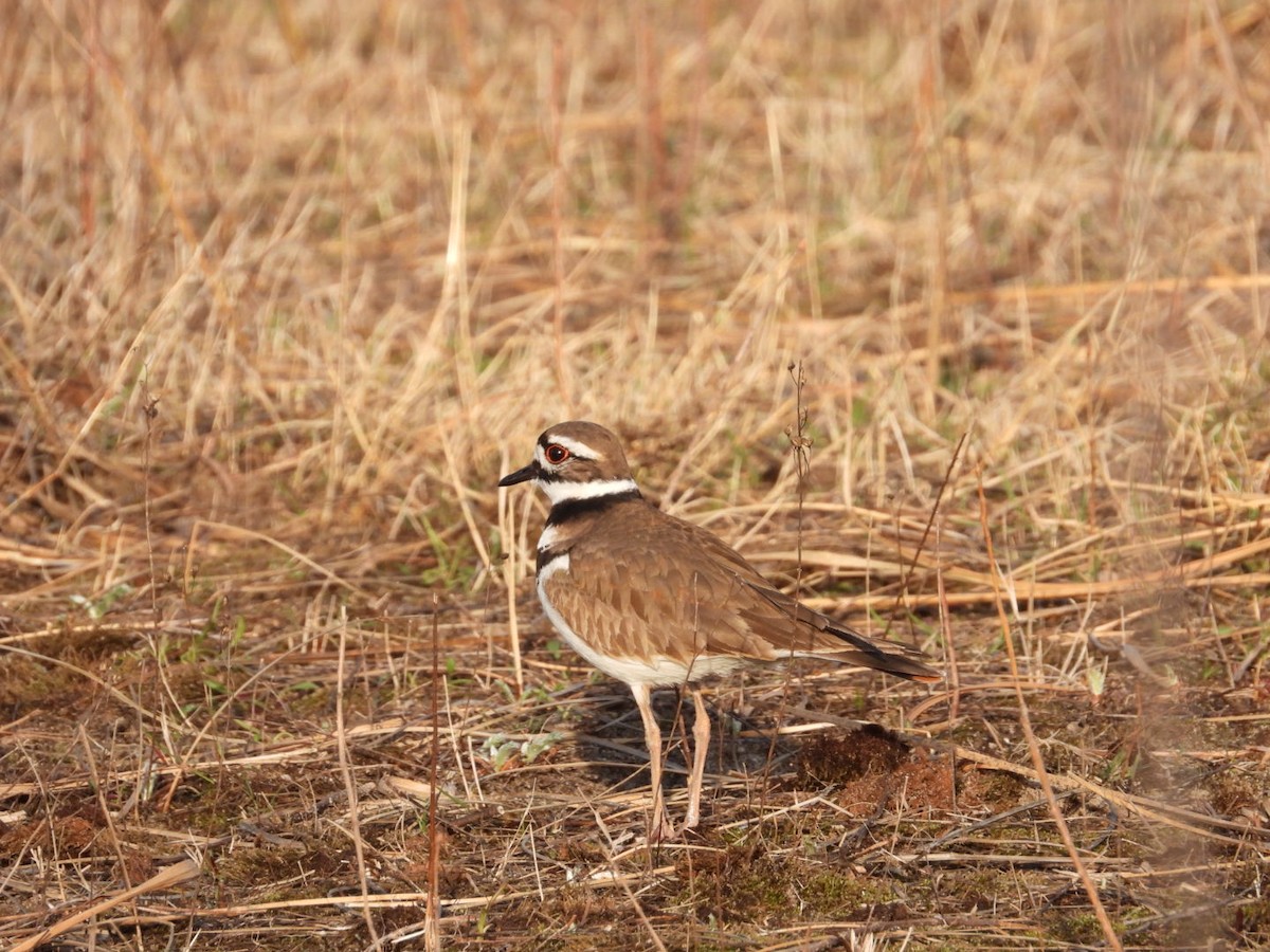 Killdeer - ML617206483