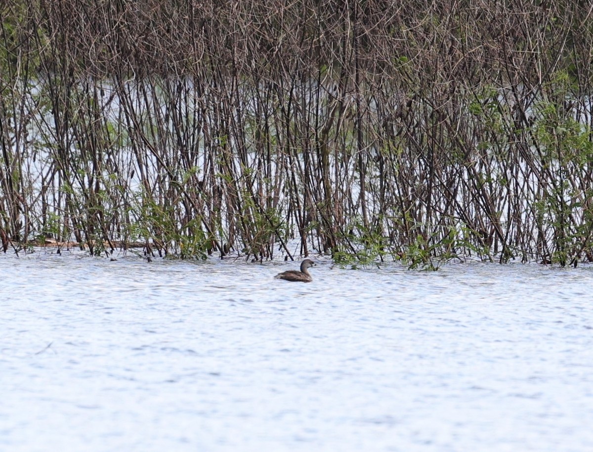 Pied-billed Grebe - Margareta Wieser