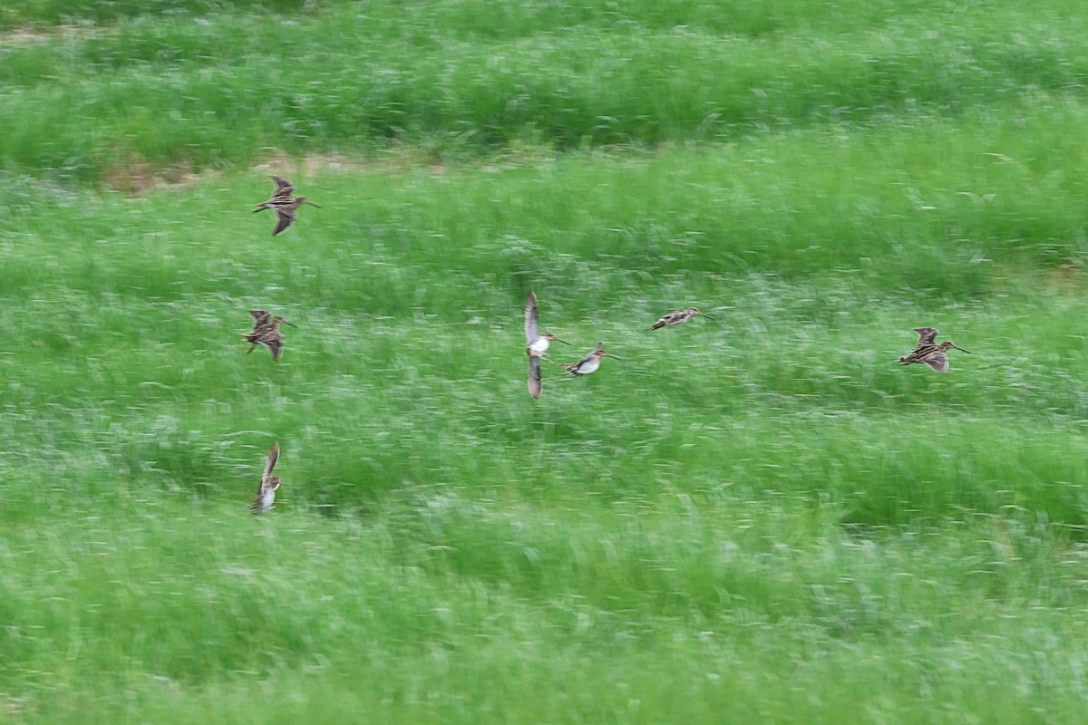 Wilson's Snipe - ML617206519