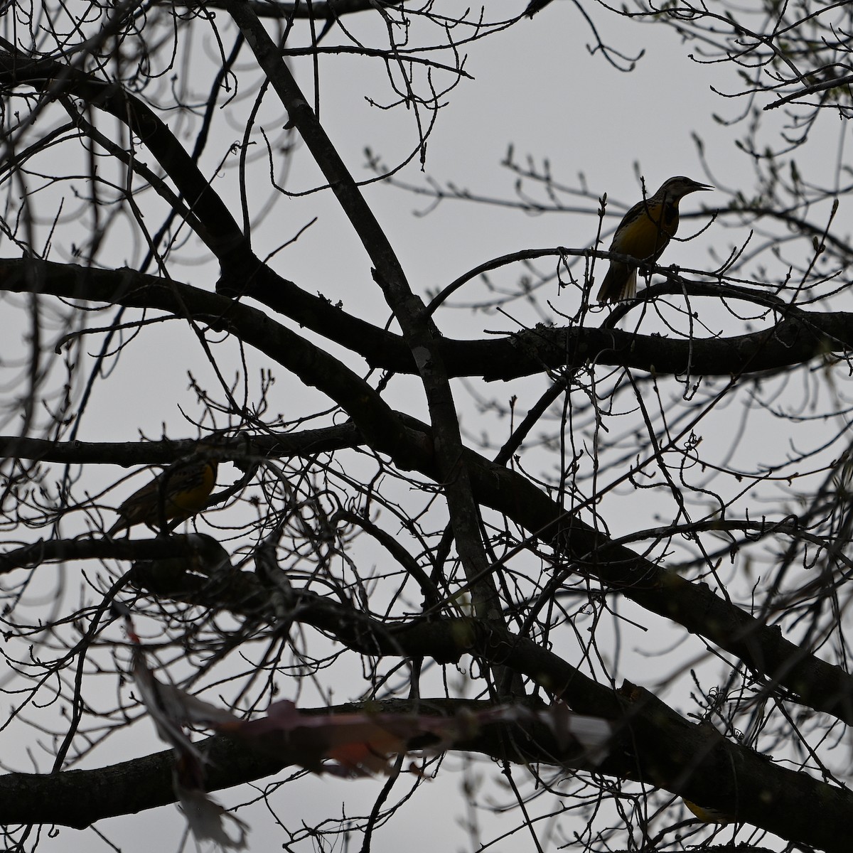 Eastern Meadowlark - ML617206581