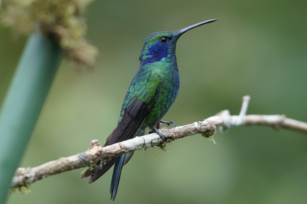 kolibřík modrouchý - ML617206614