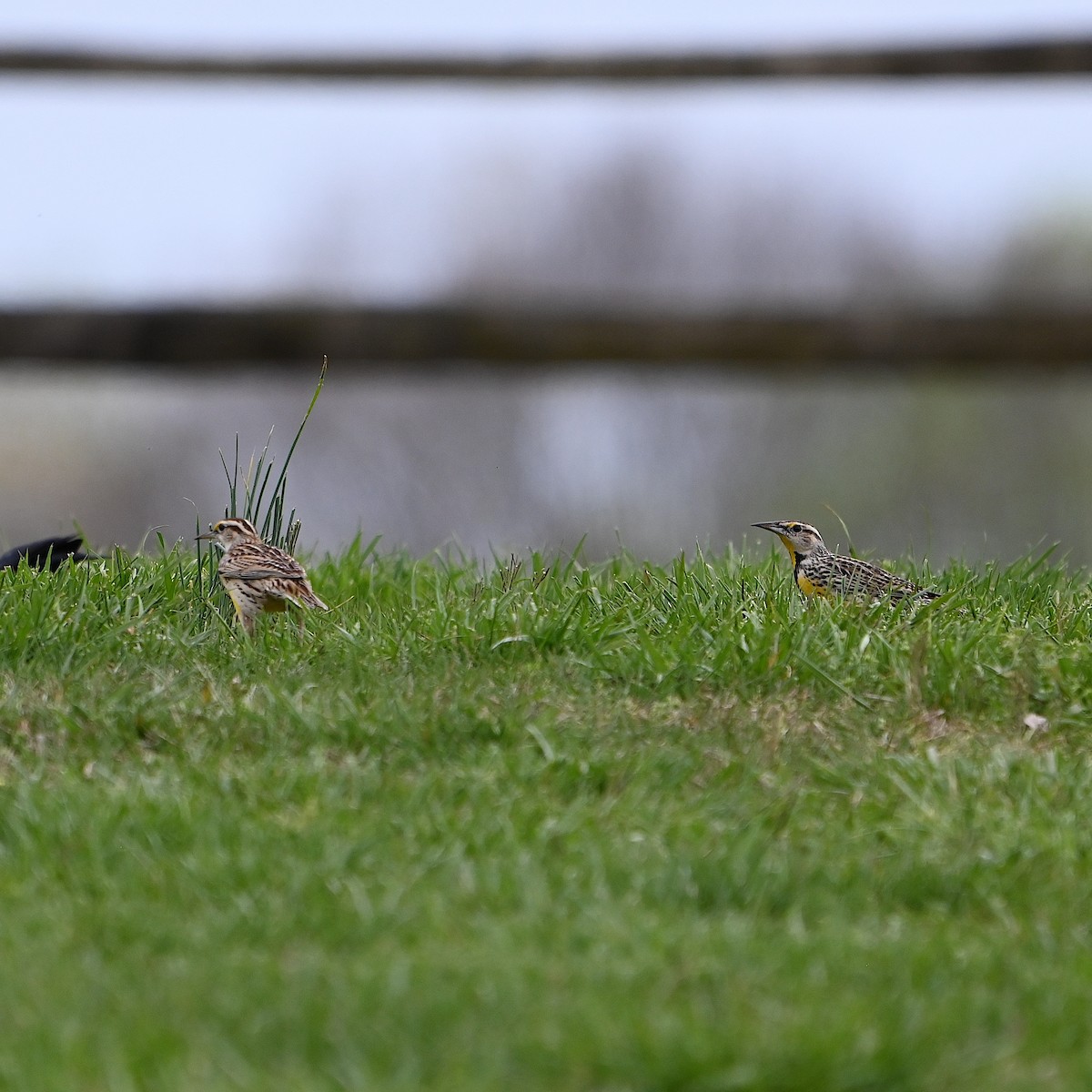 Eastern Meadowlark - ML617206669