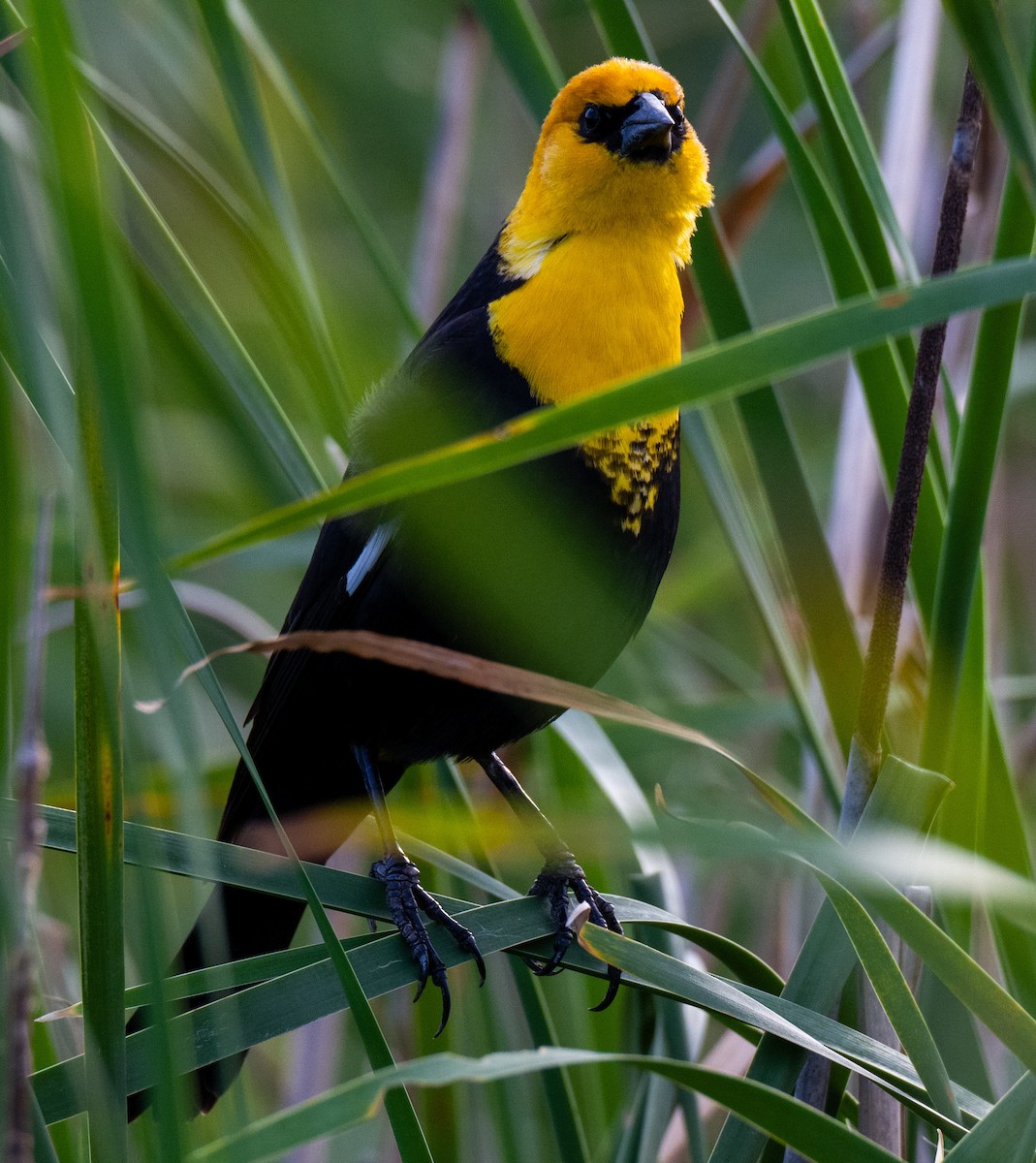 Yellow-headed Blackbird - ML617206729