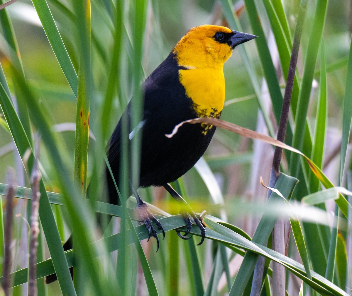 Yellow-headed Blackbird - ML617206730