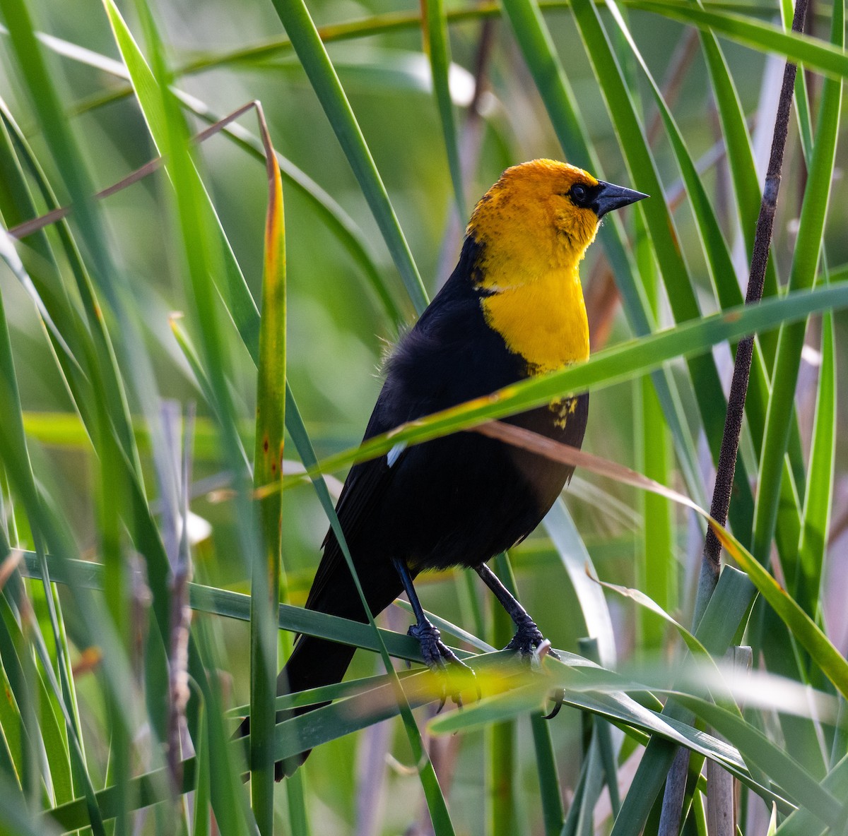 Yellow-headed Blackbird - ML617206732