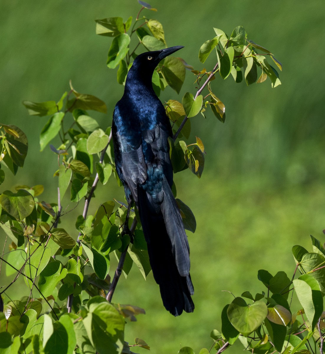 Great-tailed Grackle - ML617206736