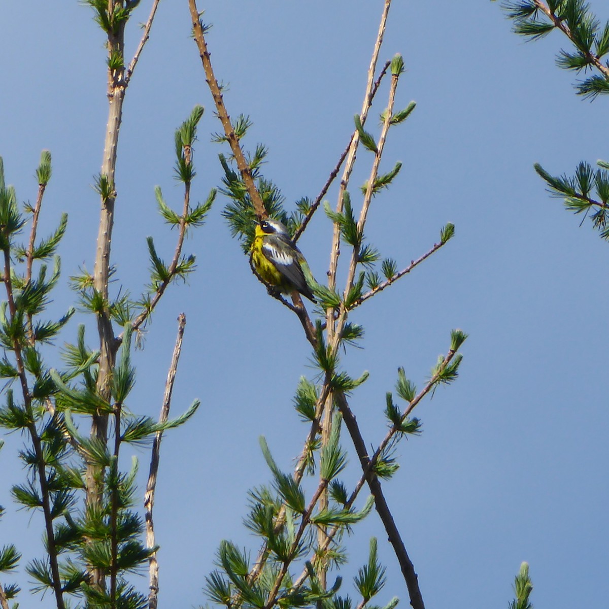 Magnolia Warbler - ML617206813