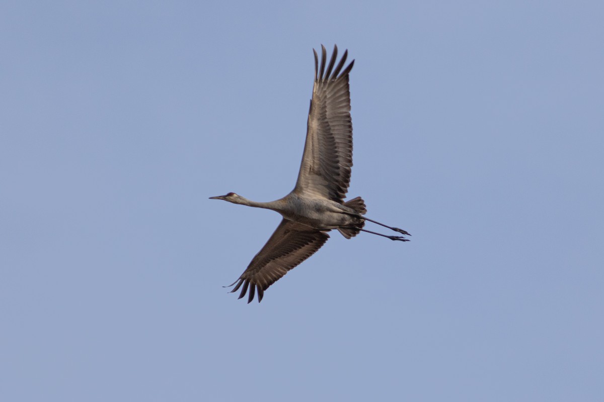 Sandhill Crane - ML617206818