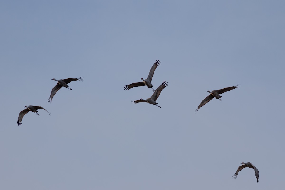 Sandhill Crane - Brenton Reyner