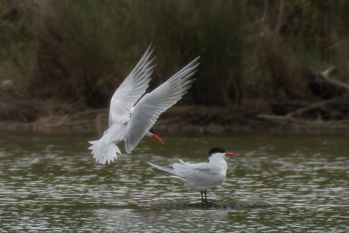 Caspian Tern - ML617206845