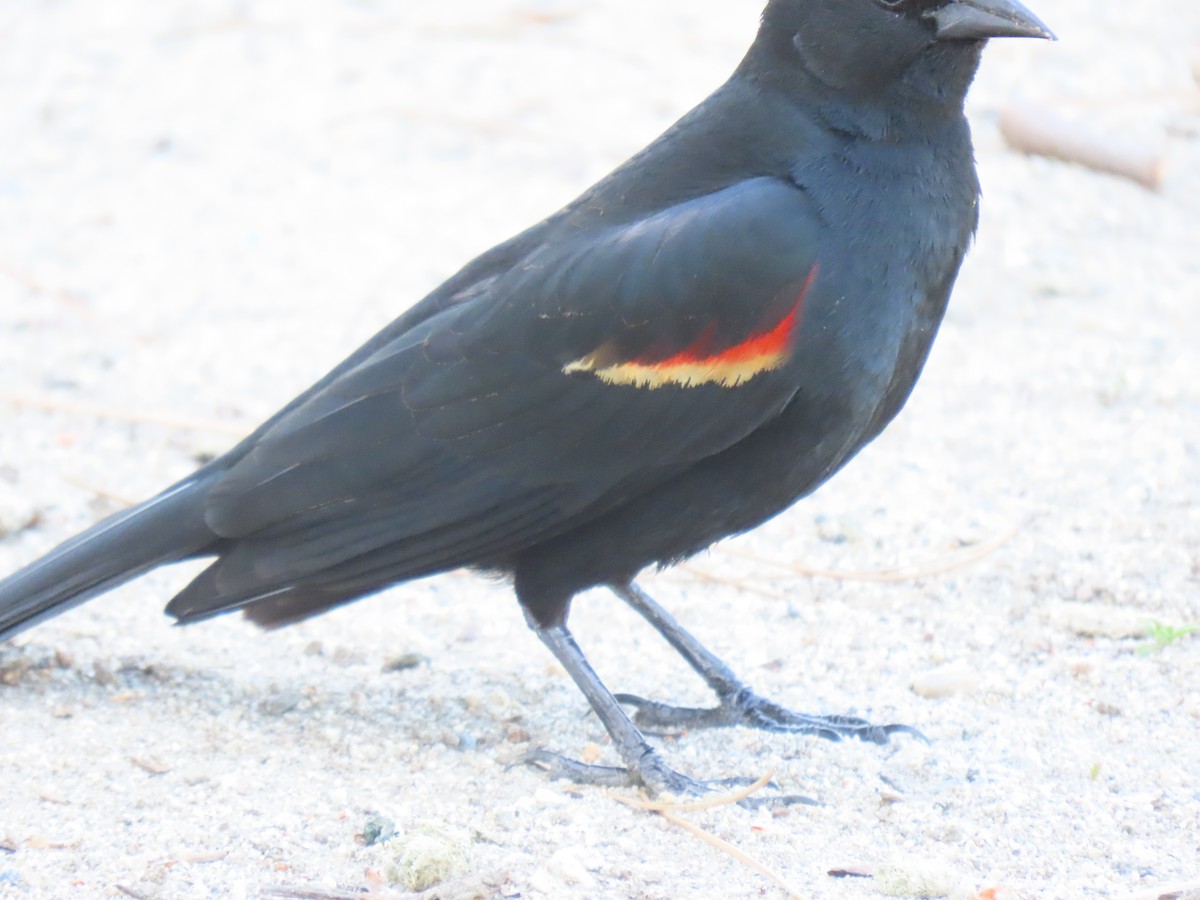 Tricolored Blackbird - ML617206861