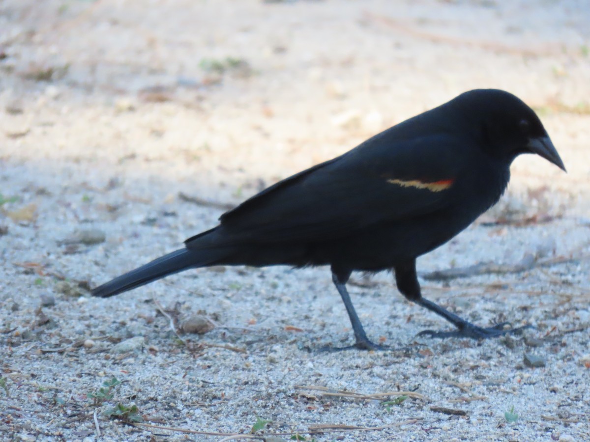 Tricolored Blackbird - ML617206862