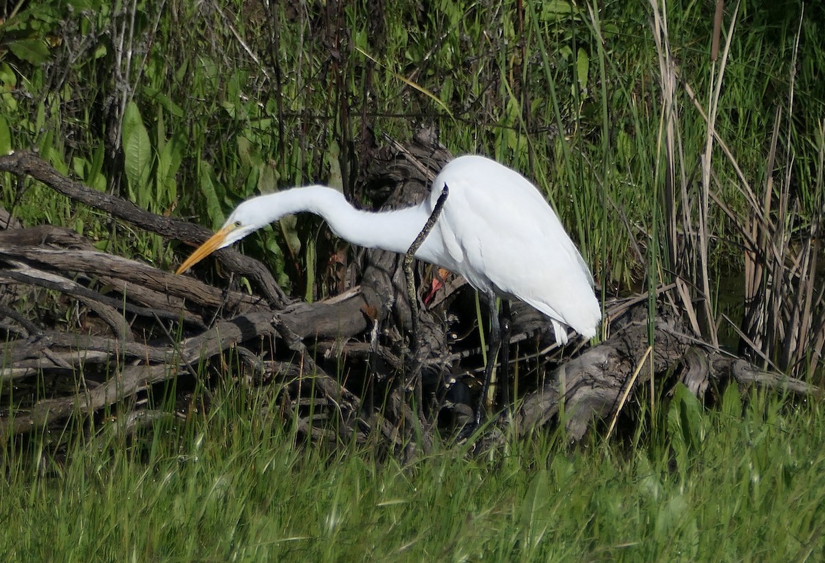 Great Egret - ML617206877