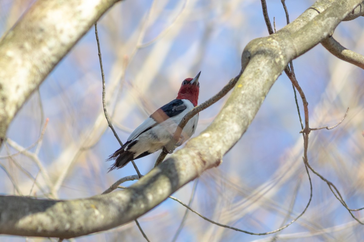 Red-headed Woodpecker - ML617206884