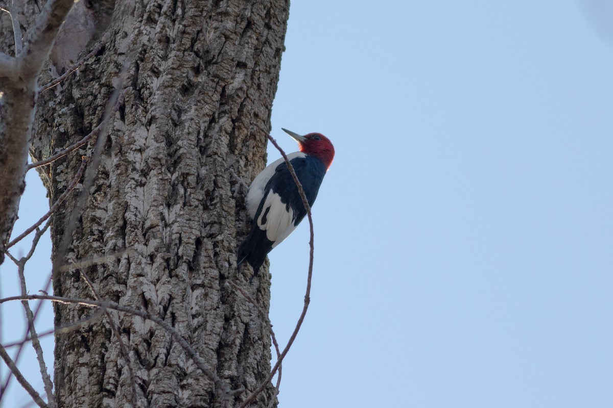 Red-headed Woodpecker - ML617206885