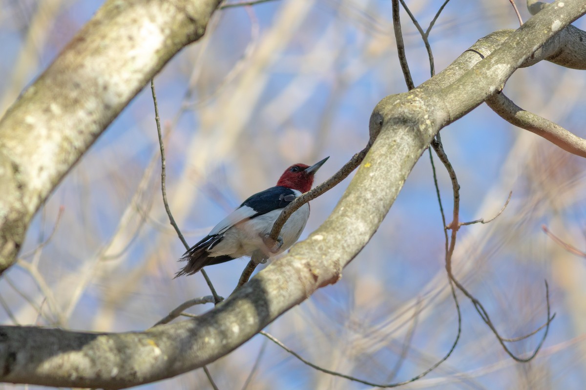 Red-headed Woodpecker - ML617206886