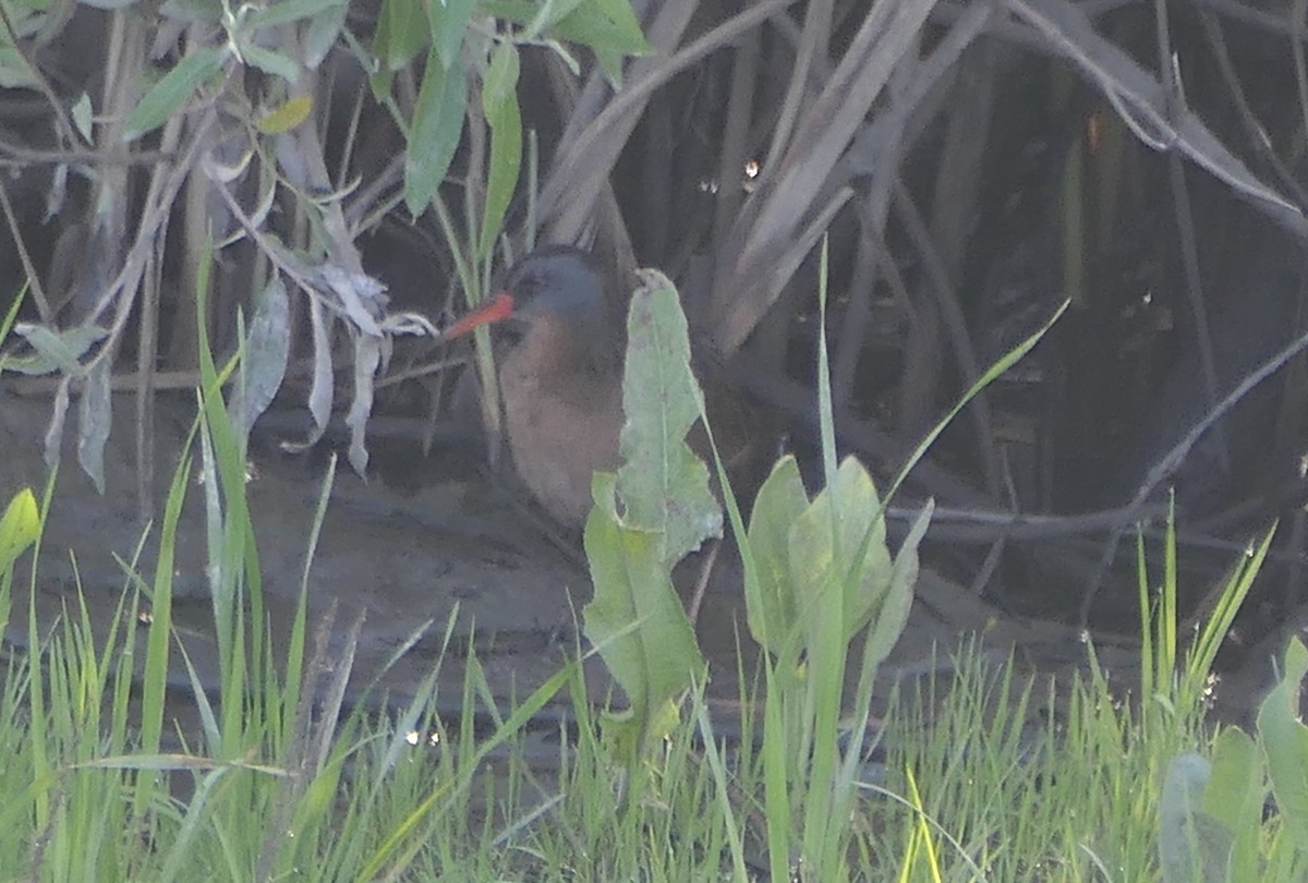 Virginia Rail - ML617206894