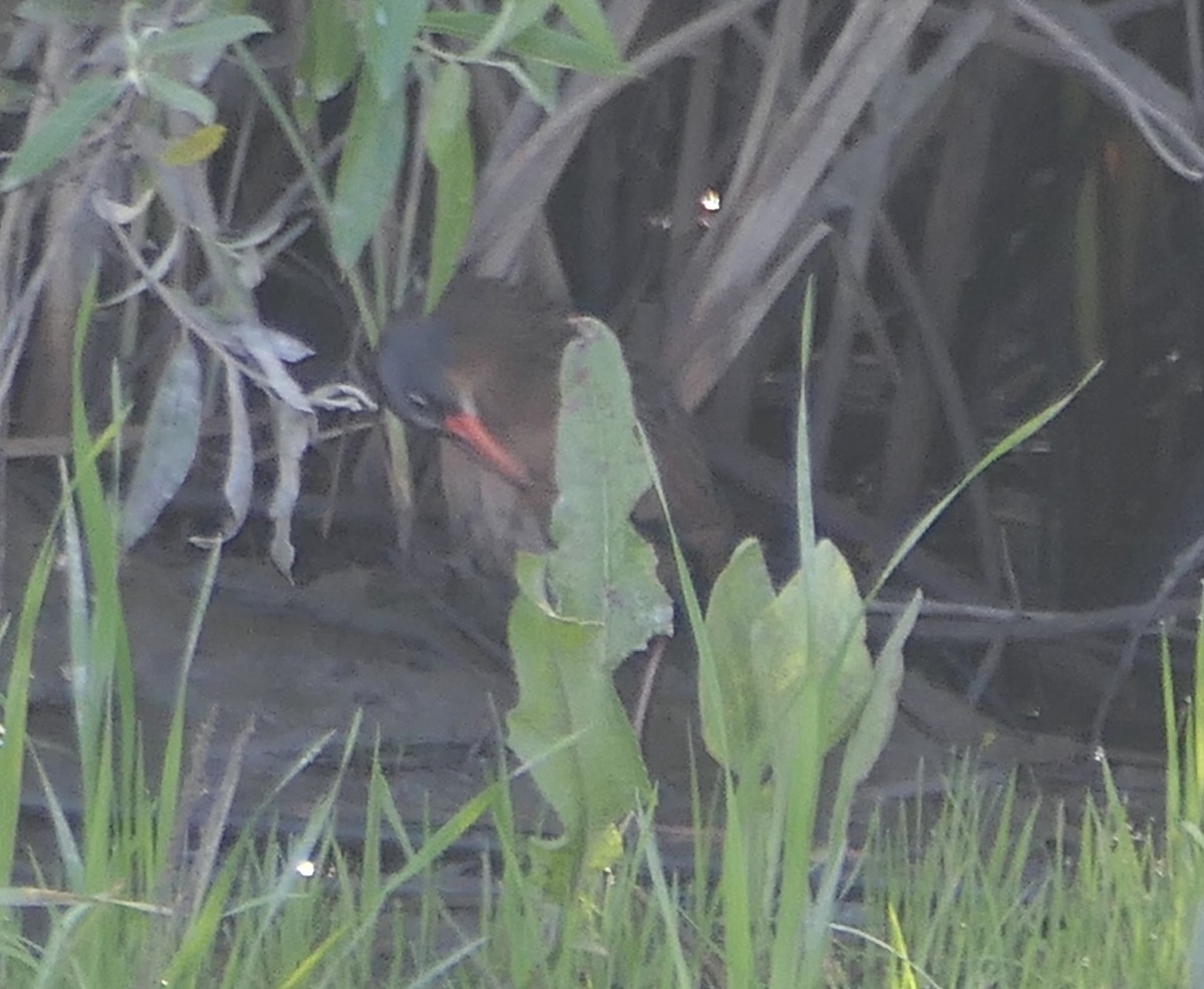 Virginia Rail - ML617206897