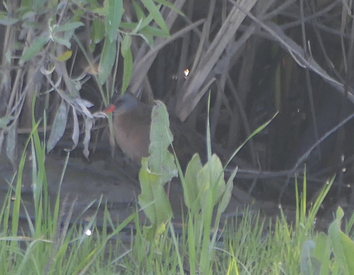 Virginia Rail - ML617206898