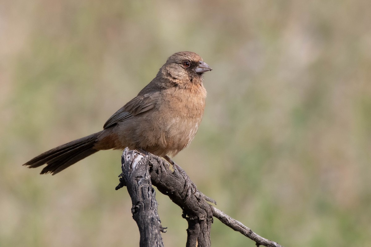 Abert's Towhee - ML617206903