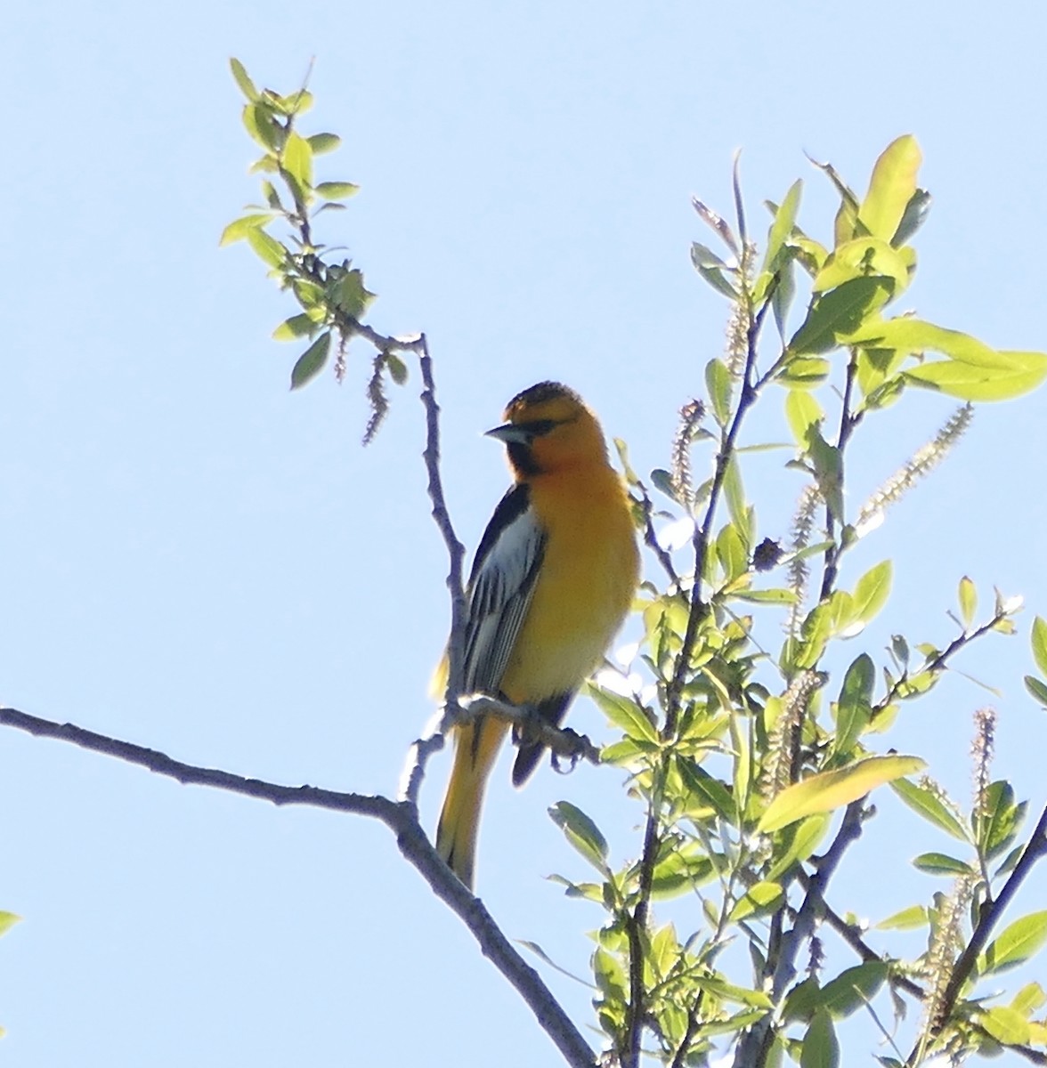 Bullock's Oriole - ML617206921