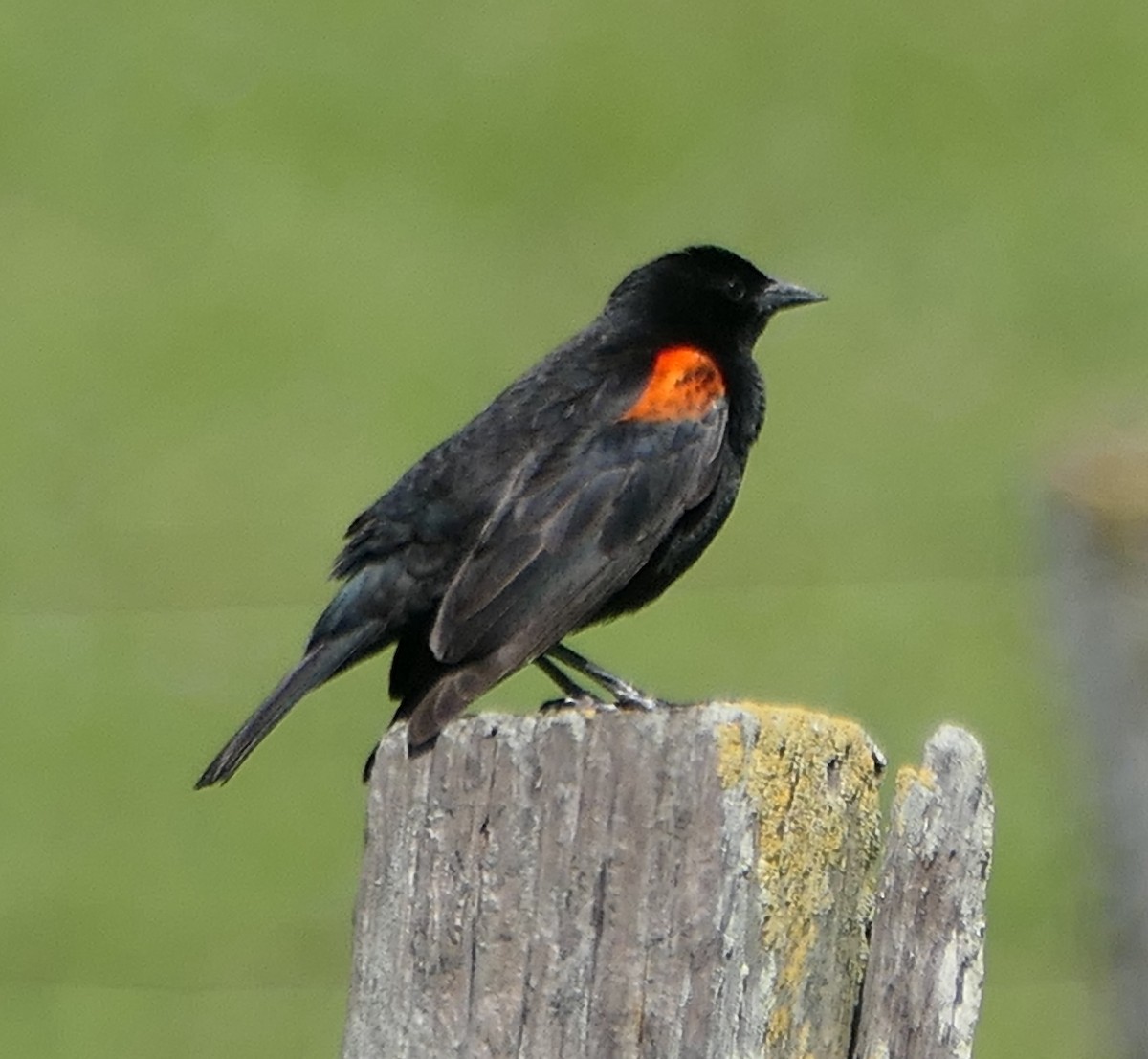 Red-winged Blackbird - ML617206948