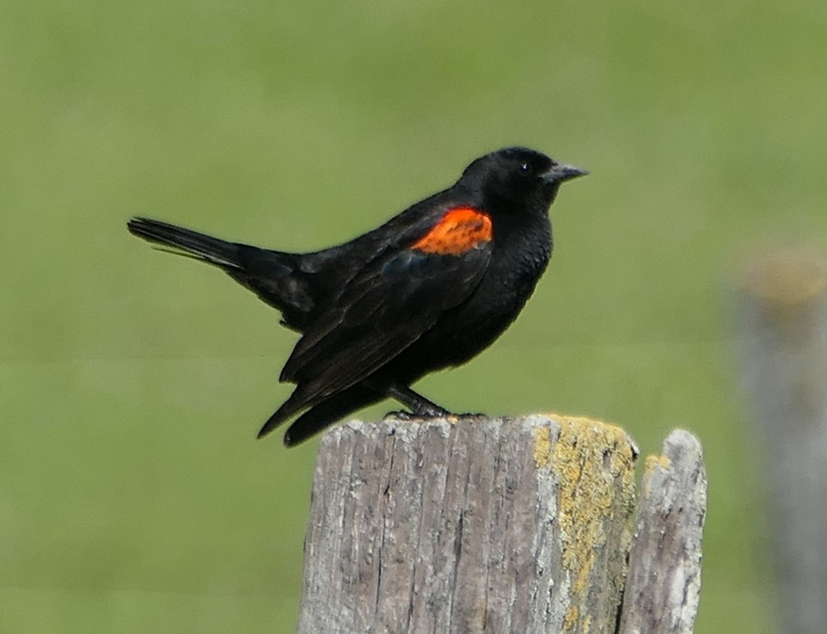 Red-winged Blackbird - ML617206949