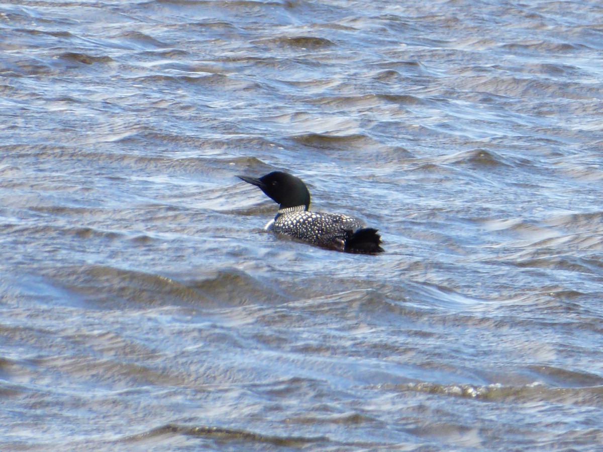 Common Loon - Ann Kovich