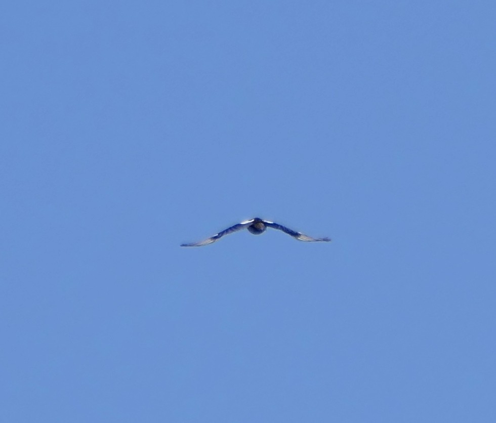 Yellow-billed Magpie - ML617206968