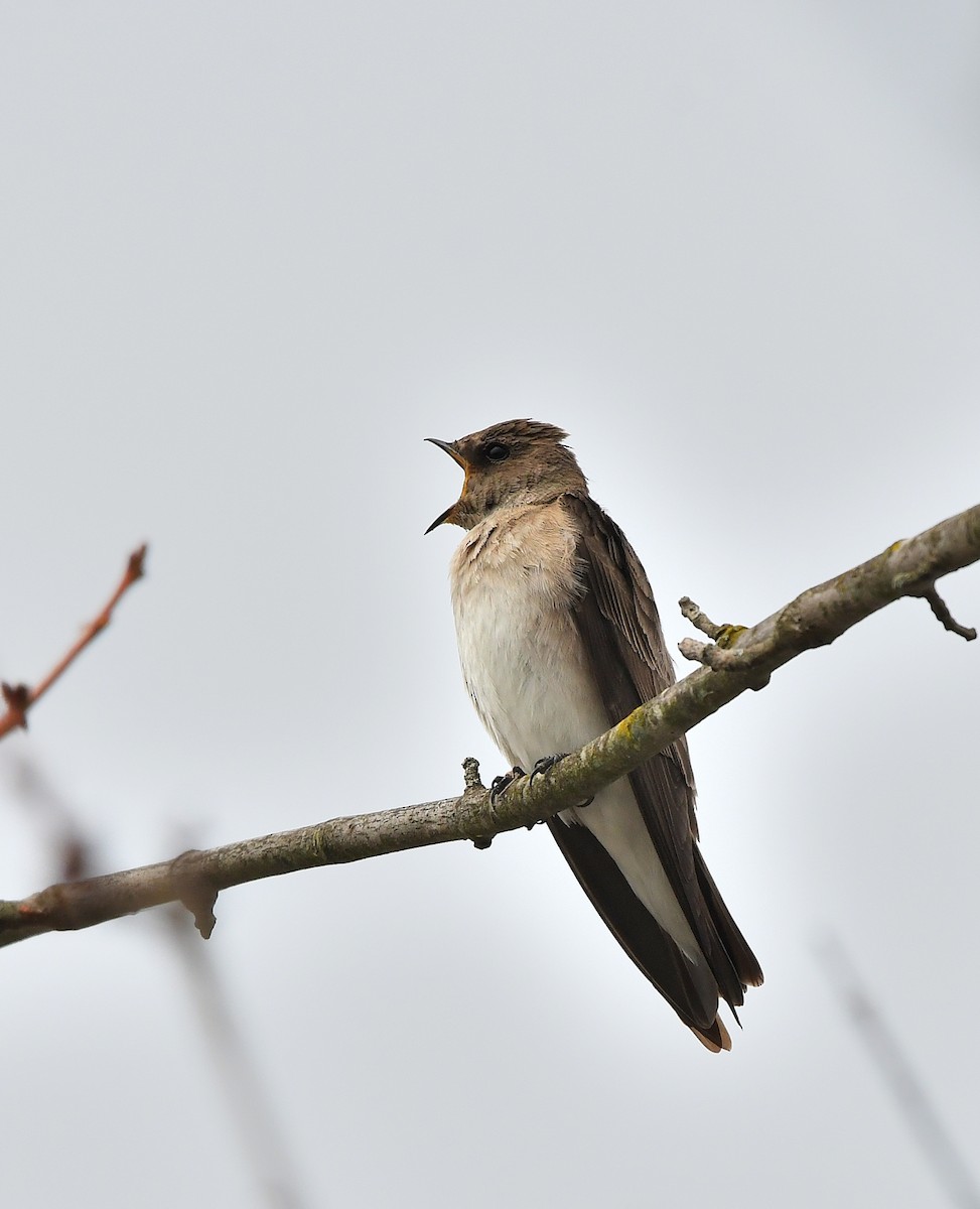 Northern Rough-winged Swallow - Jaime Thomas