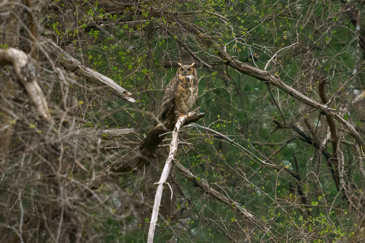 Great Horned Owl - Rick Wilhoit