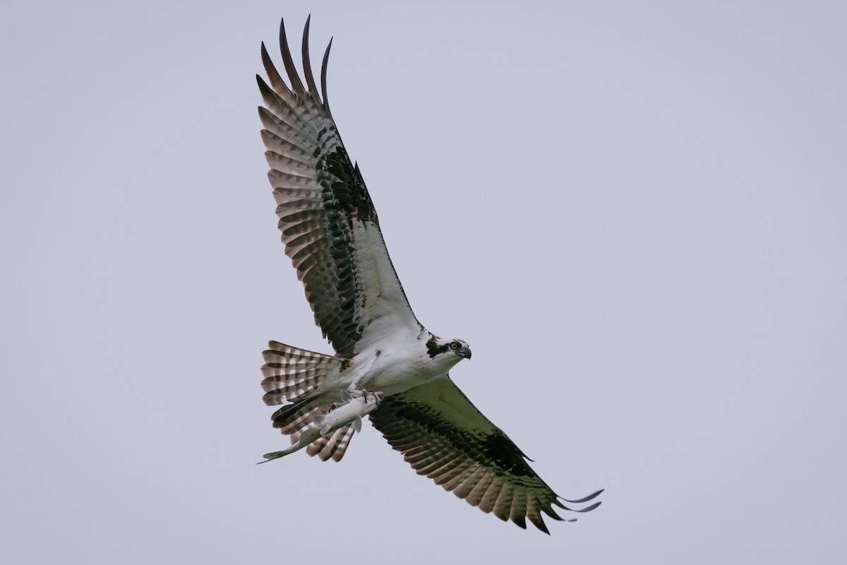 Balbuzard pêcheur - ML617206987