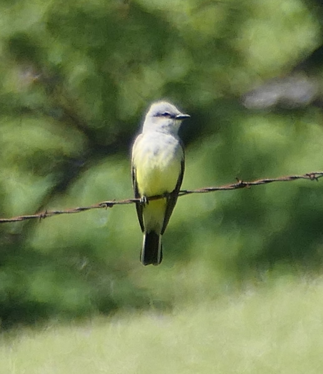 Western Kingbird - ML617206990