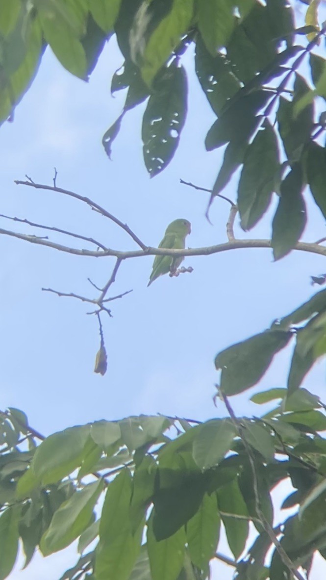 Turquoise-winged Parrotlet - Jordan Webber